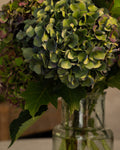 Detalle de las hortensias verdes y rosadas del ramo