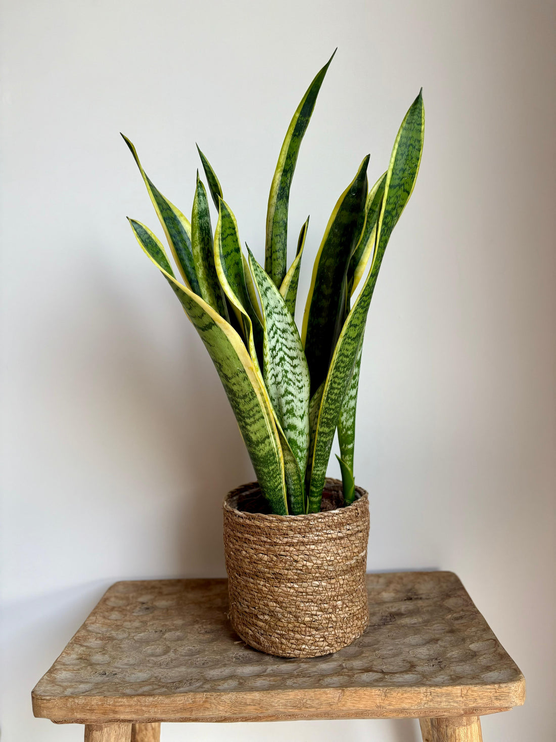 Sansevieria M