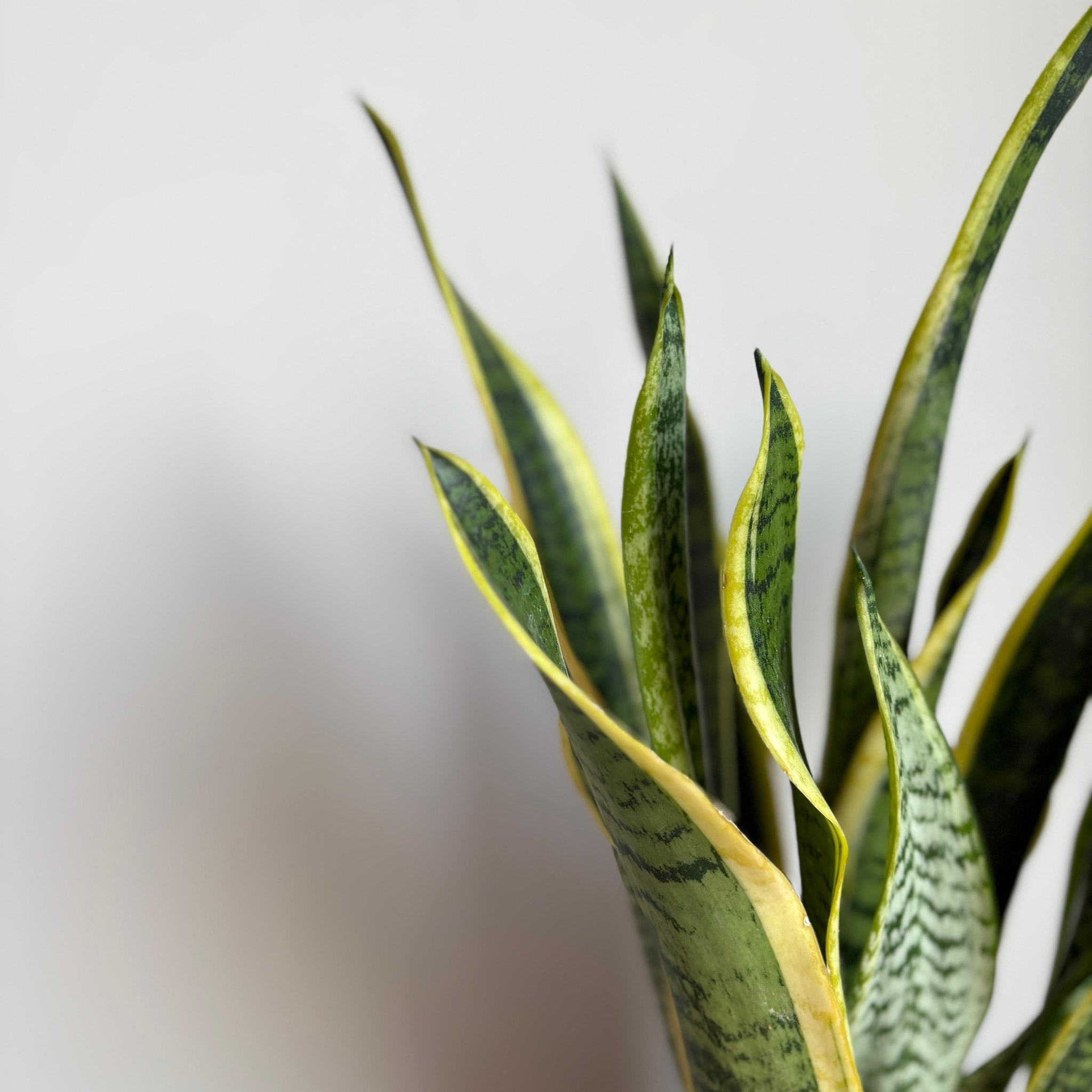 Sansevieria M