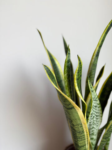 Sansevieria M