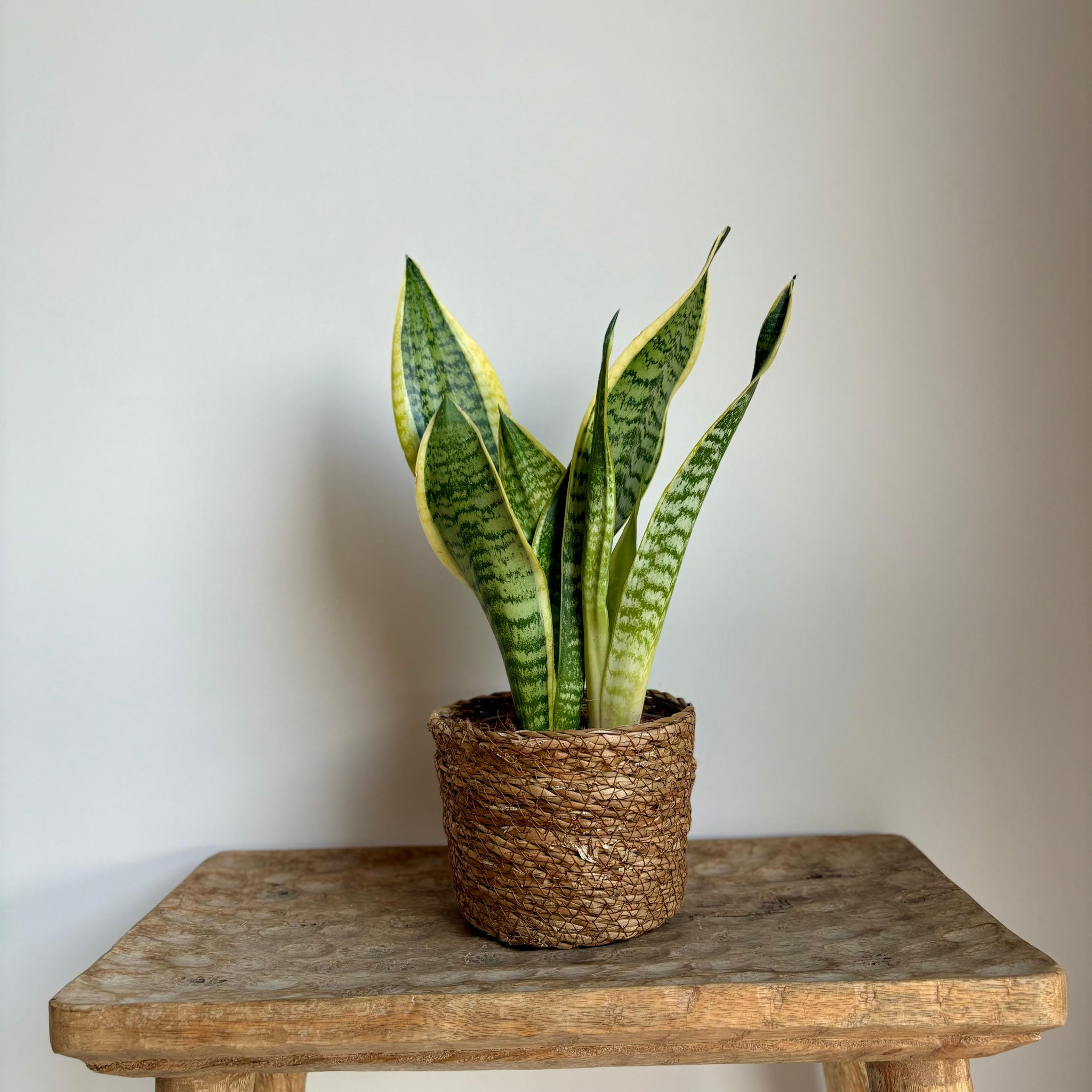 Sansevieria S