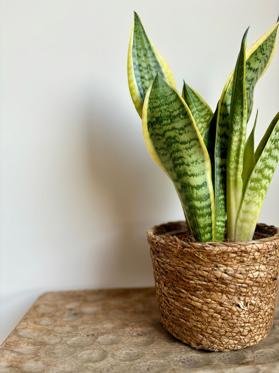 Sansevieria S