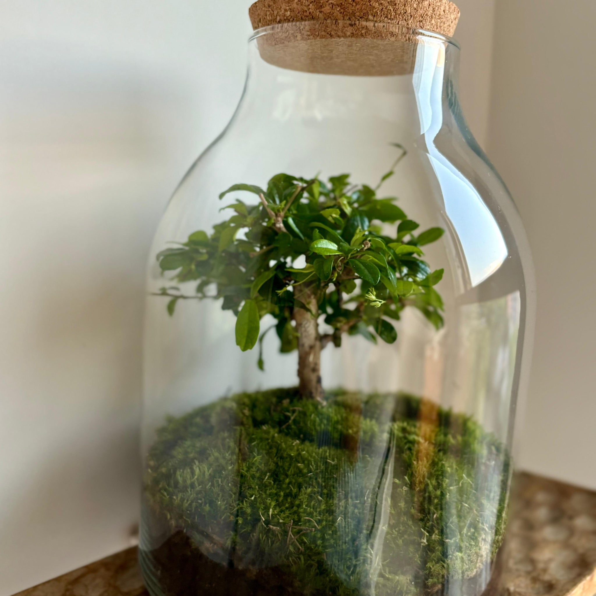 Terrario Bonsai