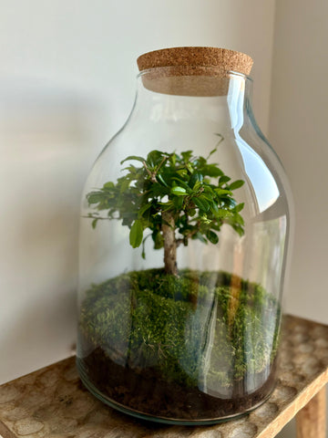 Terrario Bonsai