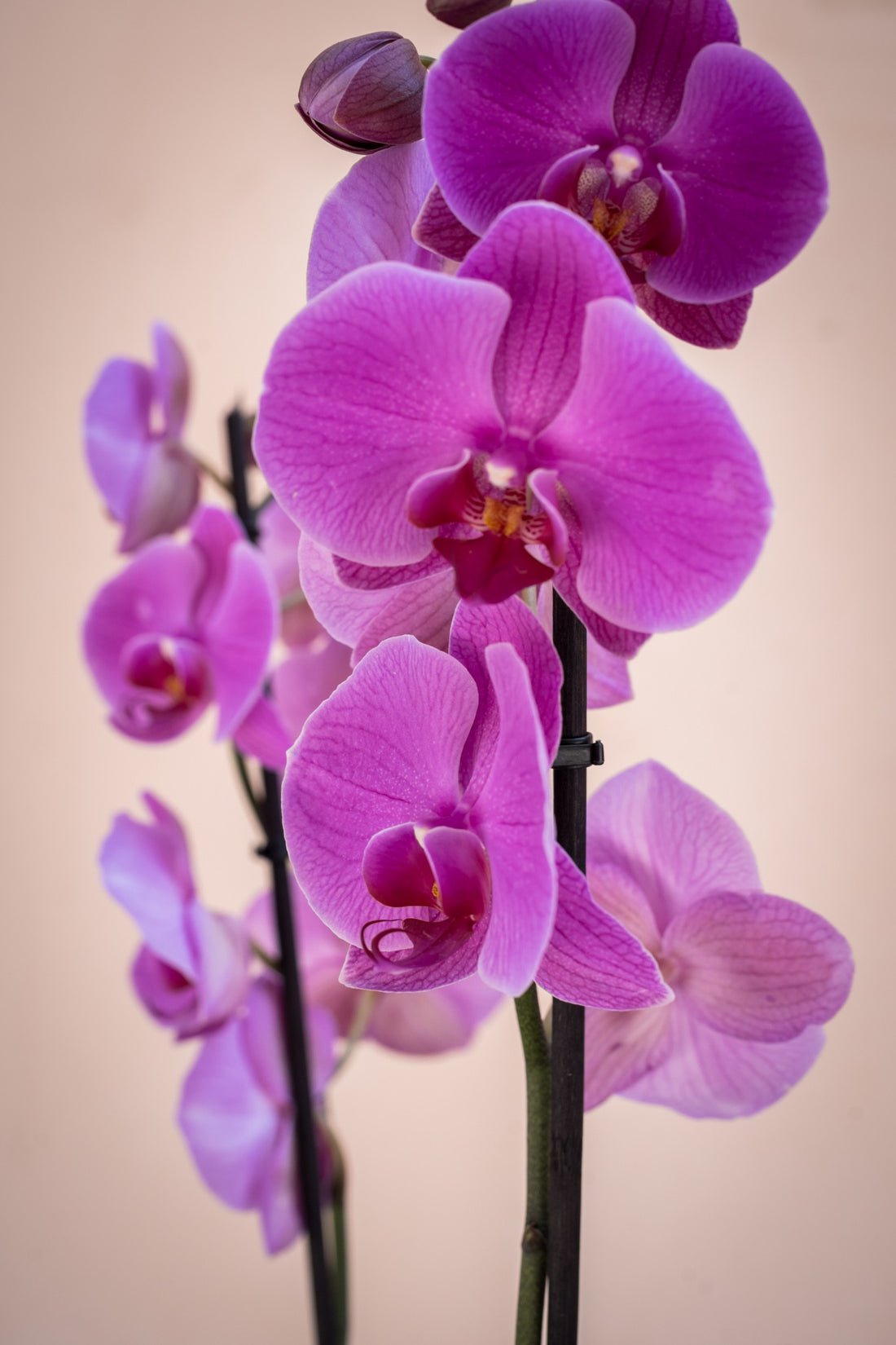Orquídeas Lilas