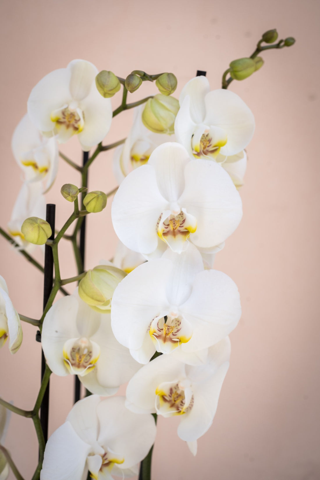 Orquídeas Blancas