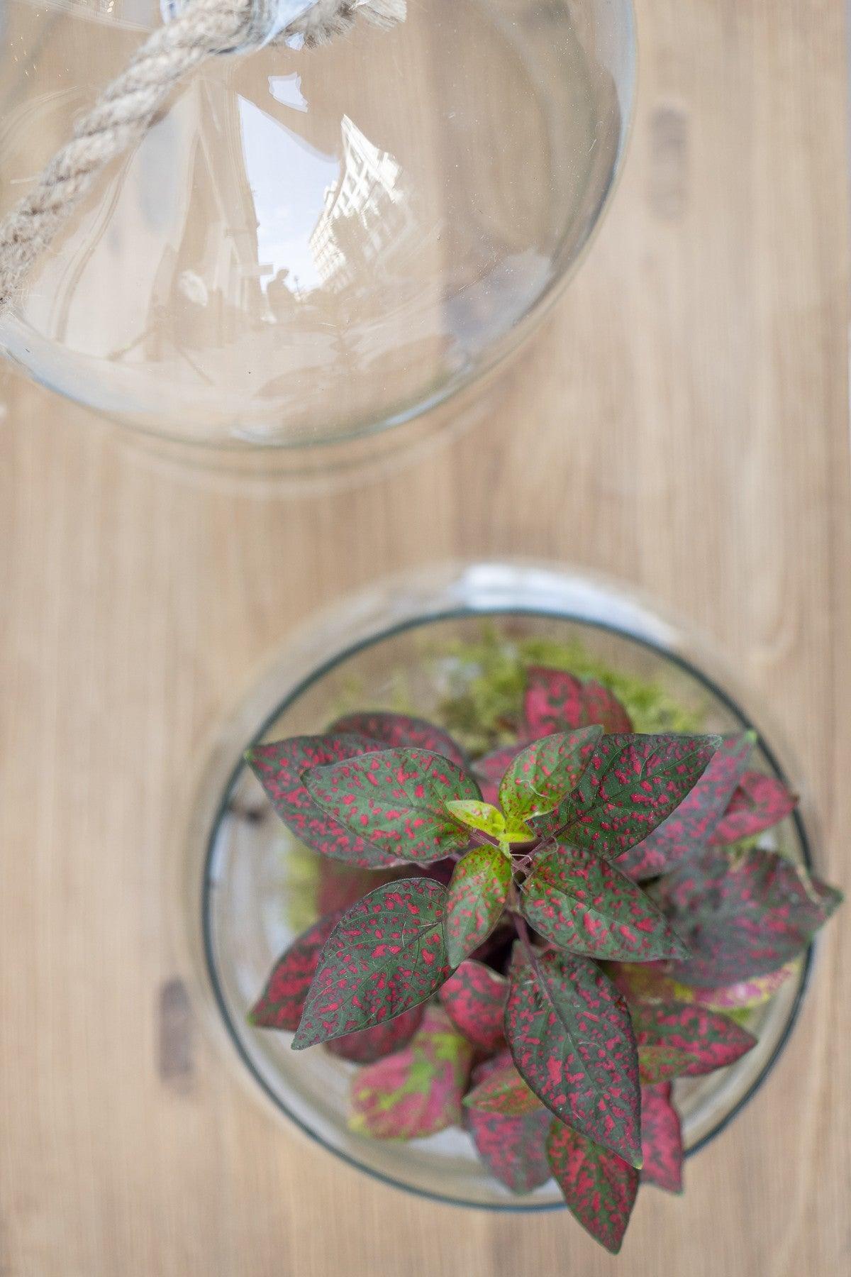 Kokedama Fittonia - Lorena Marco