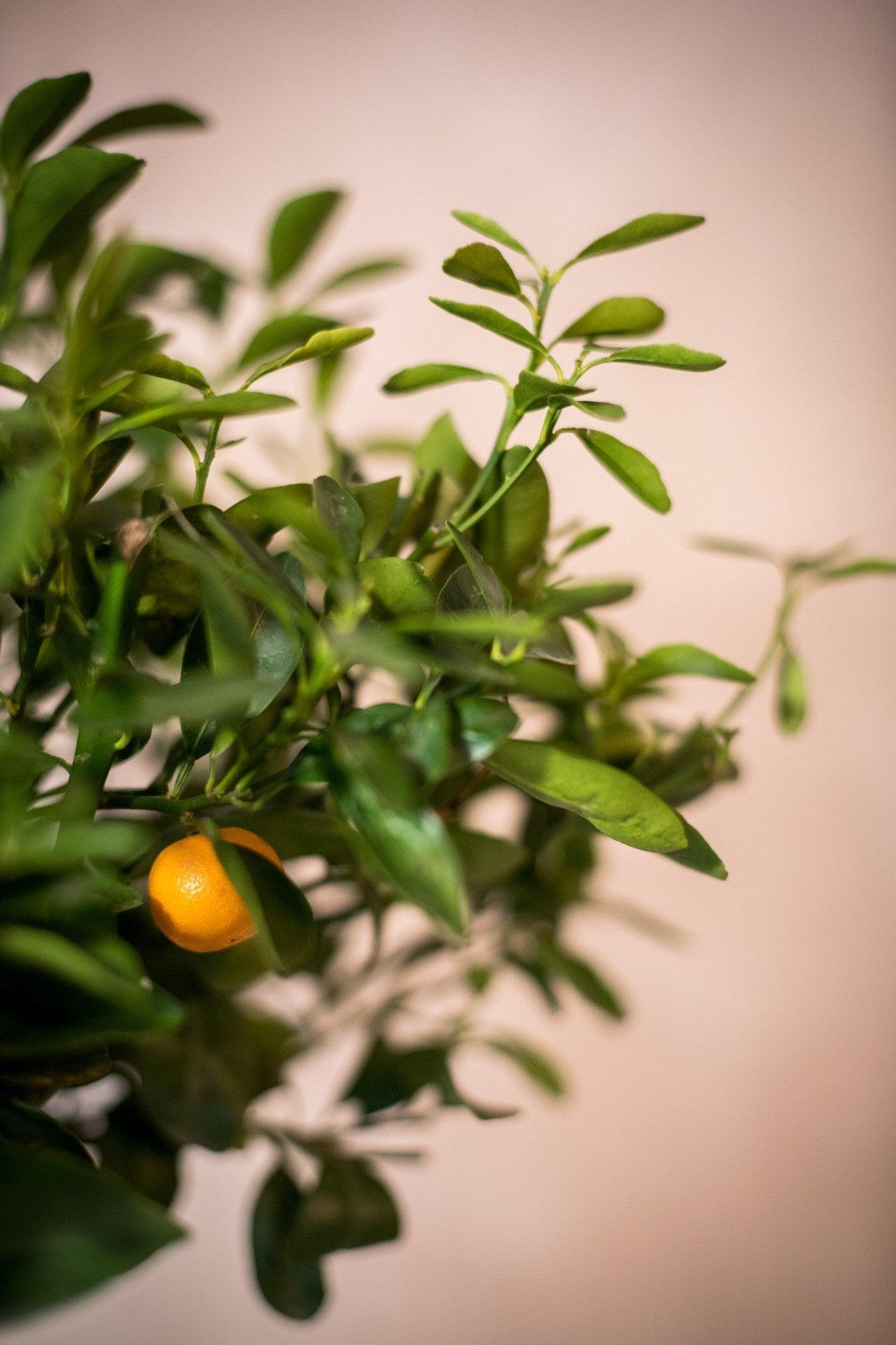 Calamondina - Lorena Marco