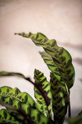 CALATHEA INSIGNIS - Lorena Marco