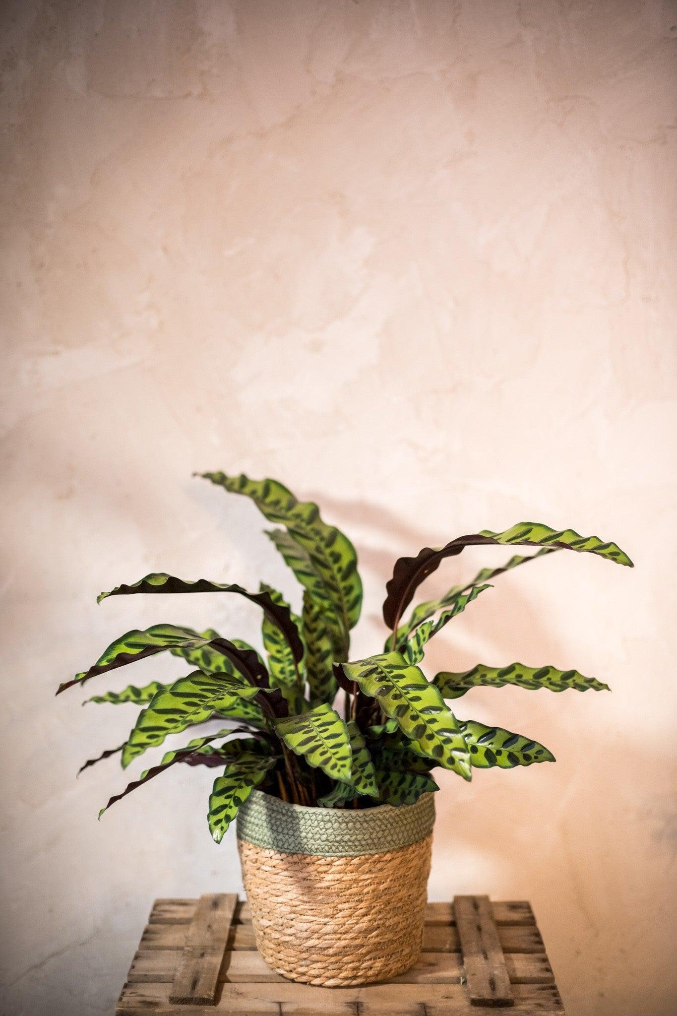 CALATHEA INSIGNIS - Lorena Marco