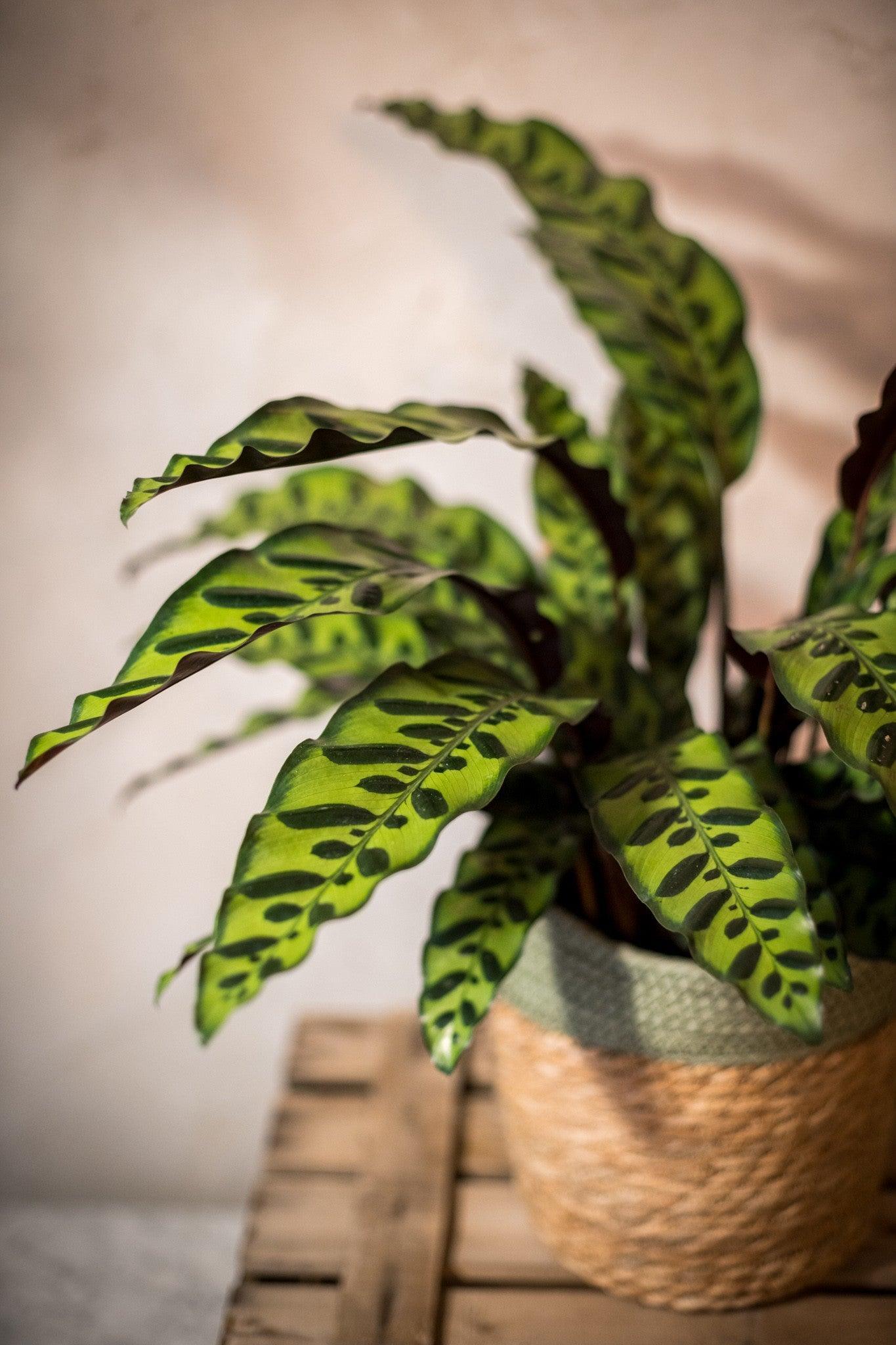 CALATHEA INSIGNIS - Lorena Marco