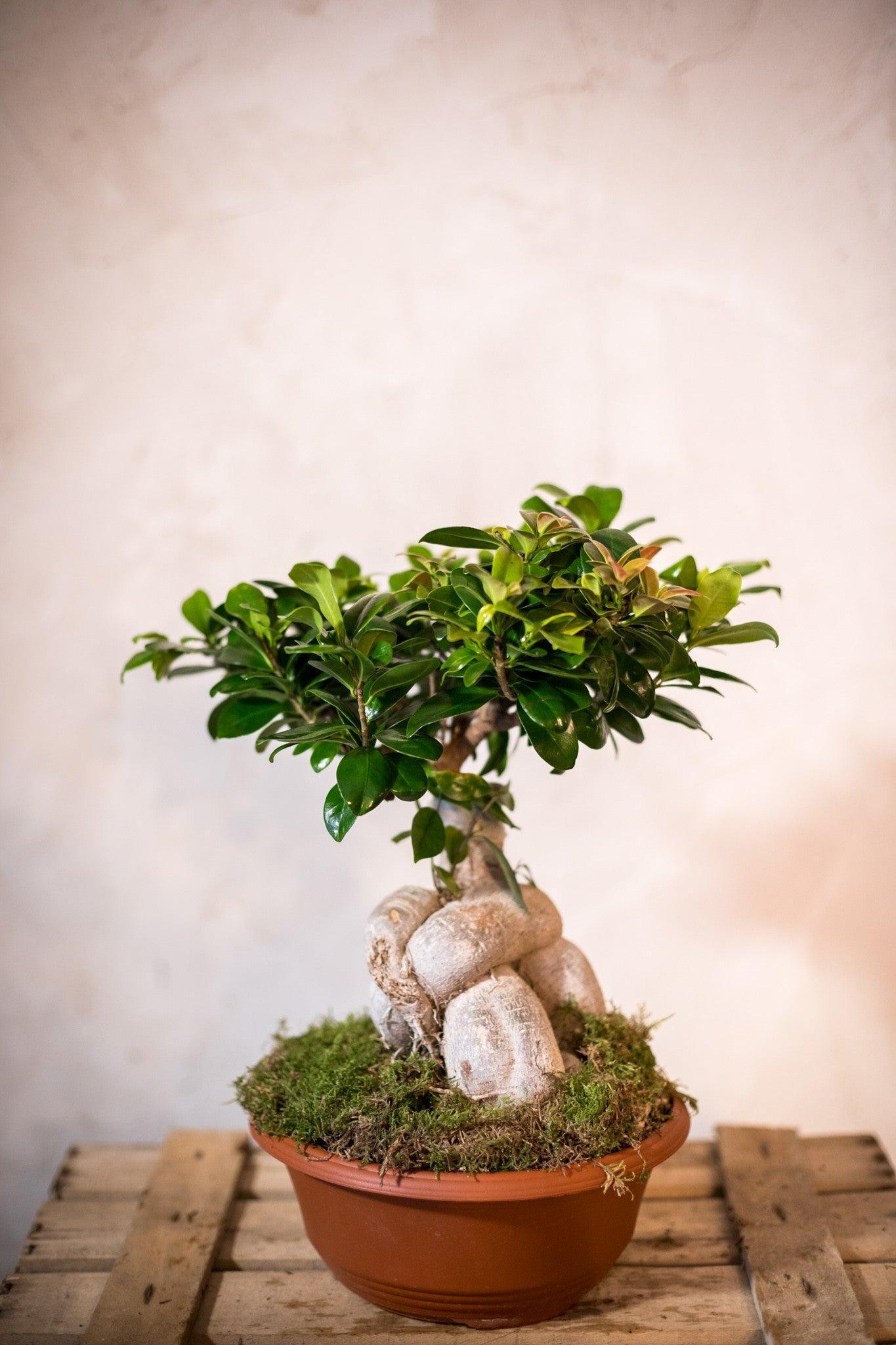 Ficus Bonsai - Lorena Marco