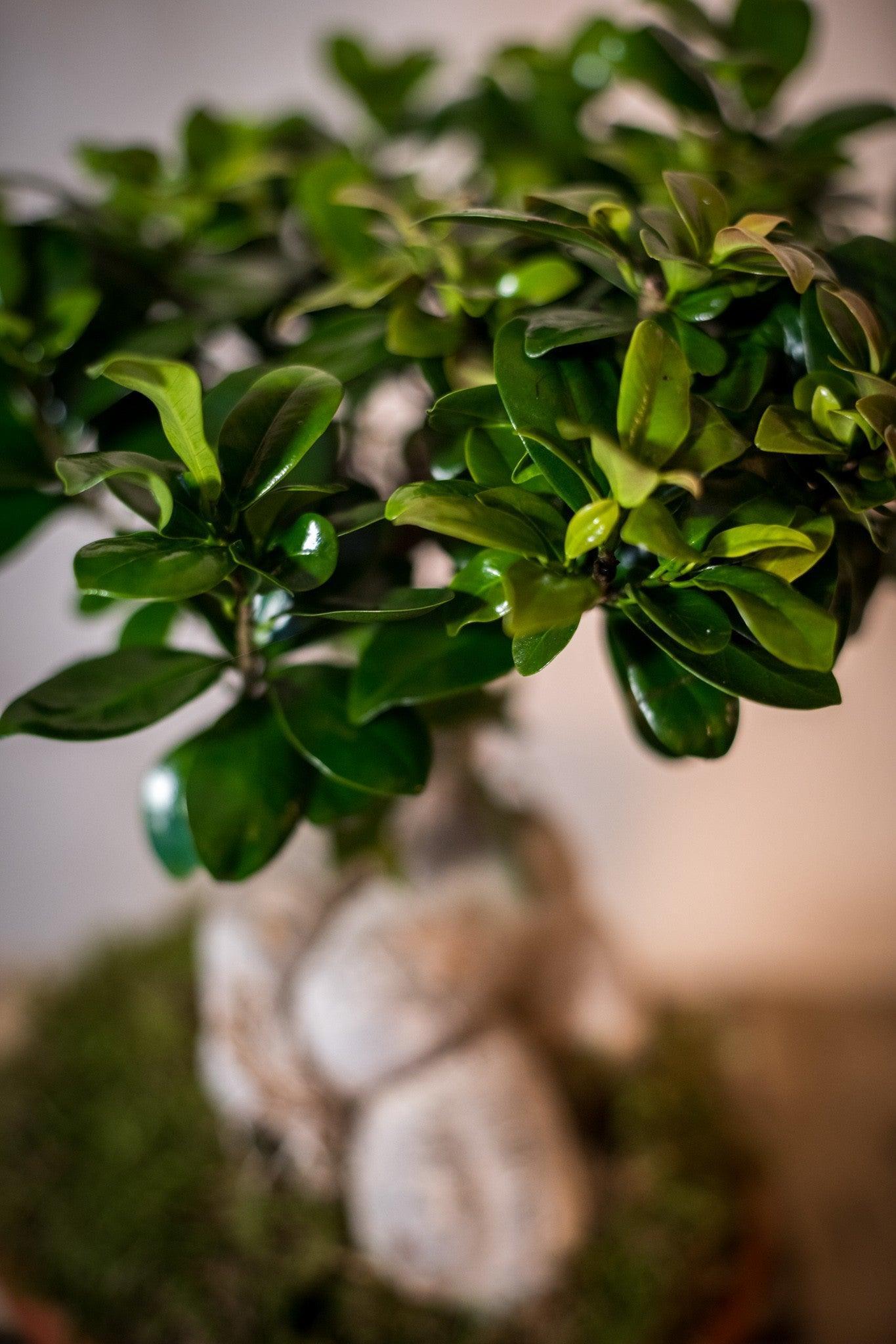 Ficus Bonsai - Lorena Marco