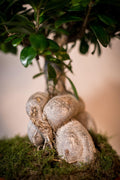 Ficus Bonsai - Lorena Marco