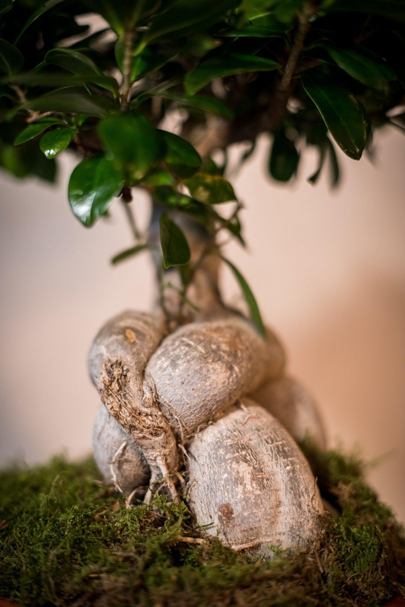 Ficus Bonsai - Lorena Marco