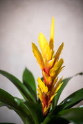 Bromelia - Lorena Marco