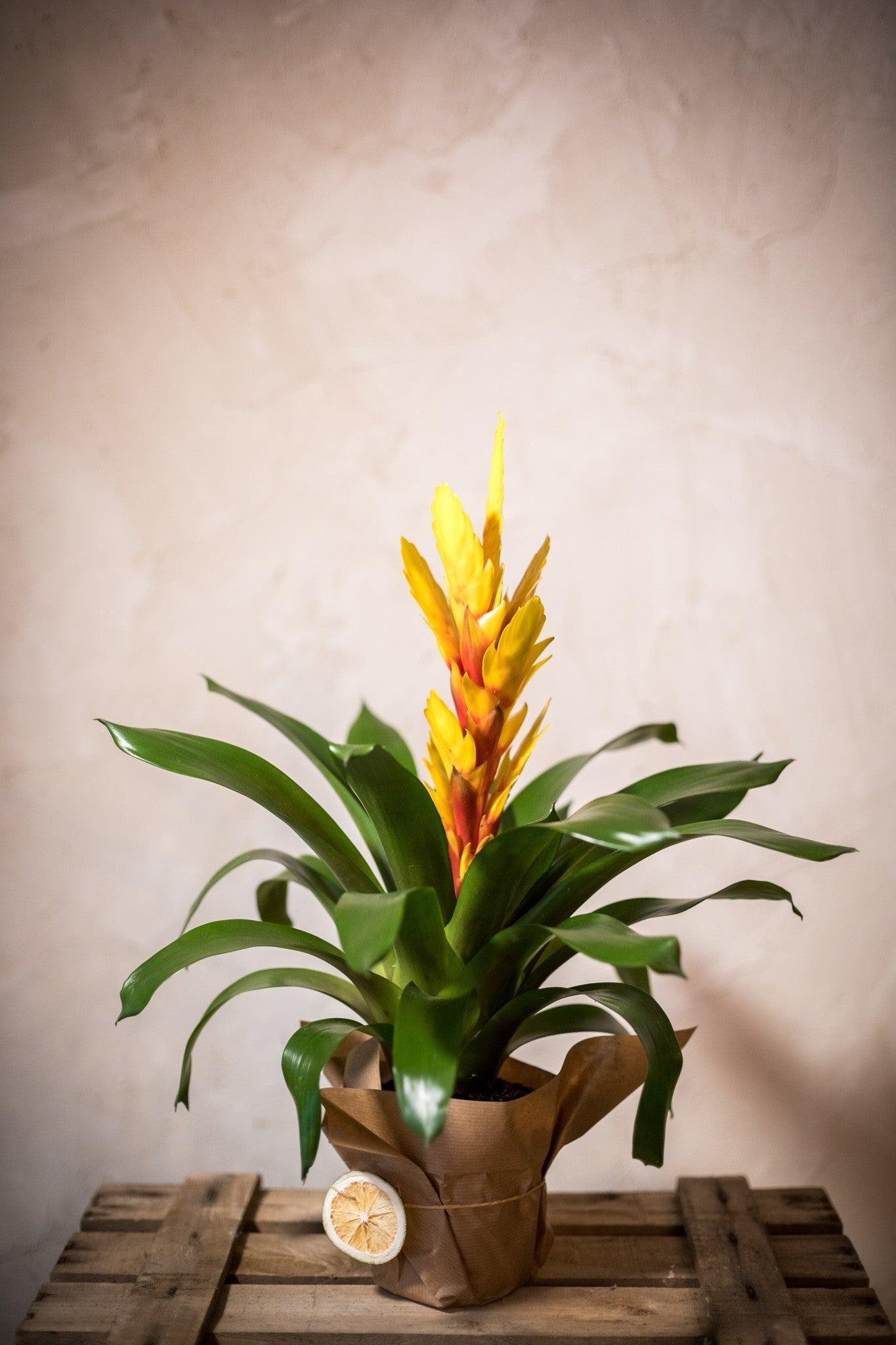 Bromelia - Lorena Marco