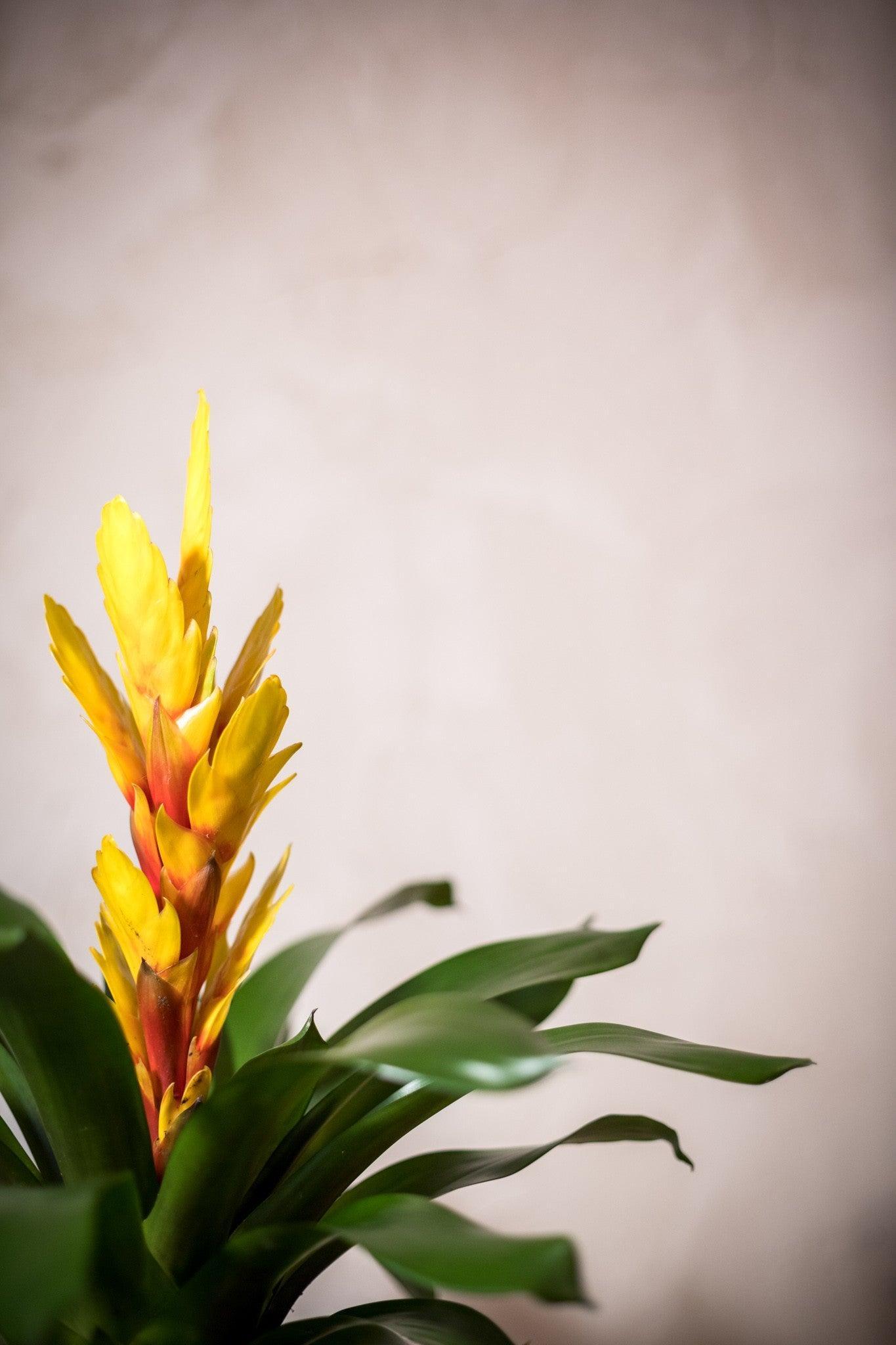 Bromelia - Lorena Marco