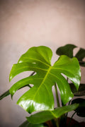 Monstera Deliciosa - Lorena Marco