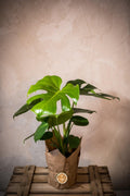 Monstera Deliciosa - Lorena Marco