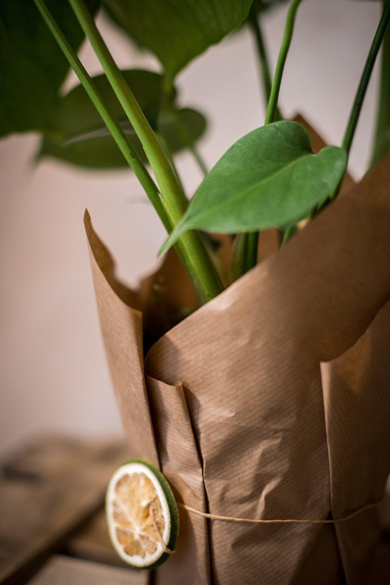 Monstera Deliciosa - Lorena Marco