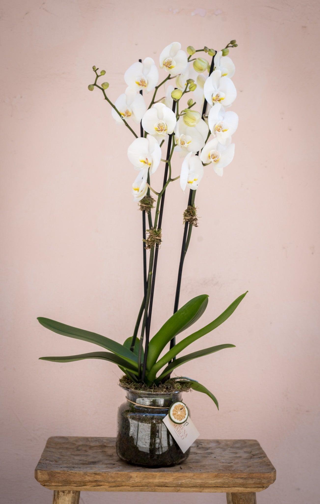 Orquídeas Blancas - Lorena Marco