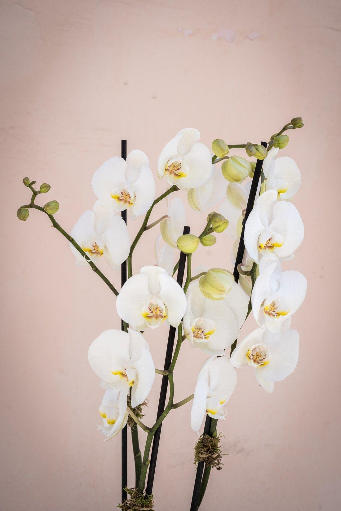 Orquídeas Blancas - Lorena Marco